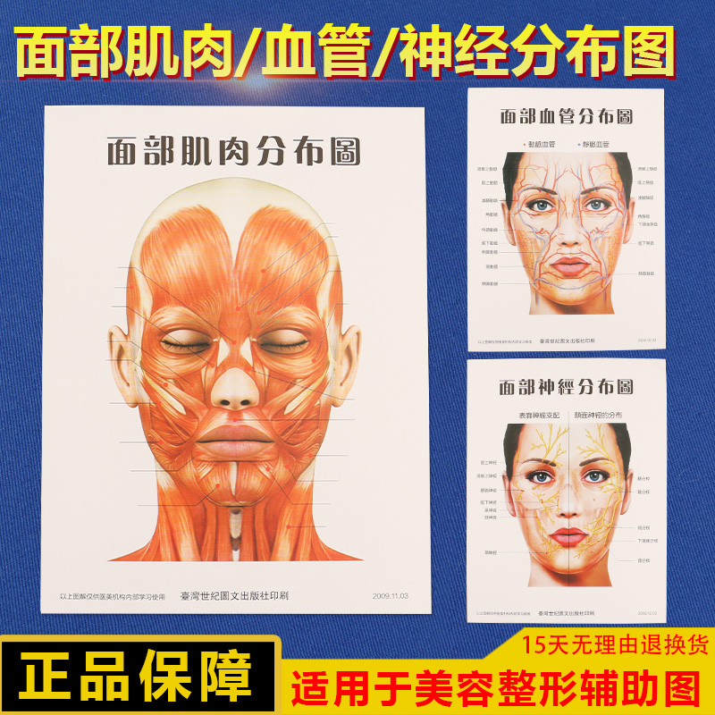面部血管神经肌肉分布图三张一套整形美容从业参考脸部护理海报