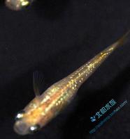 (观背青鳉,稻田鱼)-鱼1只【包邮极品】 观背青鳉