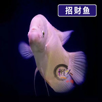 活体观赏鱼风水鱼-国斗鱼半月狮王马尾迷你小