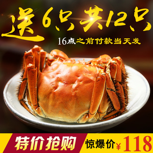 现货多送6只 阳澄湖镇特产大闸蟹母蟹2.0-2.4两6只装 鲜活螃蟹大闸蟹