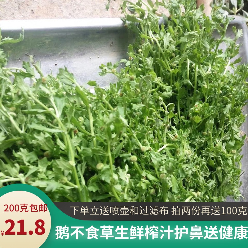 共1589 件鹅不食草相关商品