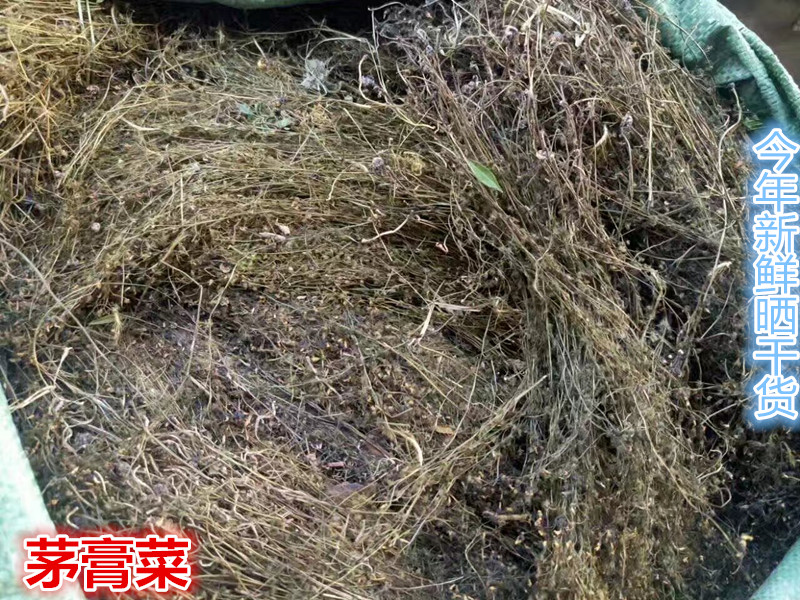 野生中药材茅膏菜 落地珍珠草 一粒金丹草 陈伤子草 地下明珠草干