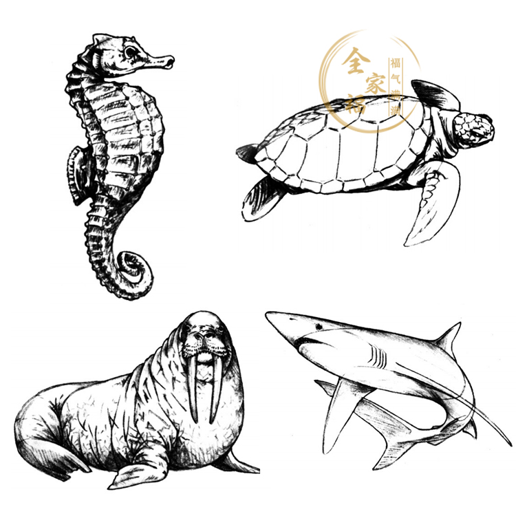 50种海洋生物画法从线稿到绘制完成步骤图 速写素描临摹参考素材