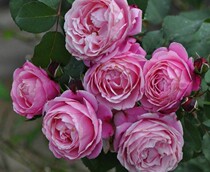 纽曼姐妹,纽曼m79,纽曼m15手机,纽曼m15老人机--淘