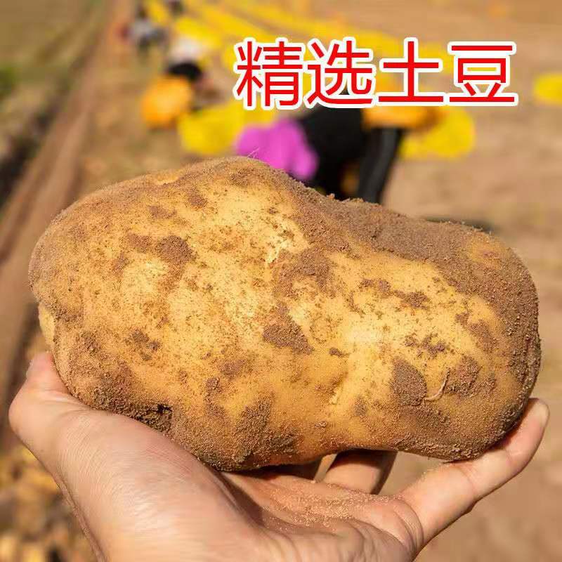 贵州特产威宁大土豆新鲜10斤包邮黄皮黄心农家自种马铃薯洋芋