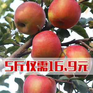 冰糖心苹果水果 新鲜野生烟台丑红富士吃的5斤16.9元包邮比阿克苏苹果水果