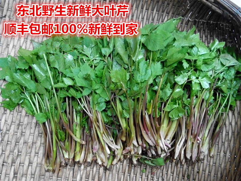 山野菜野生种植|山野菜野生做法|山野菜野生食谱|功效