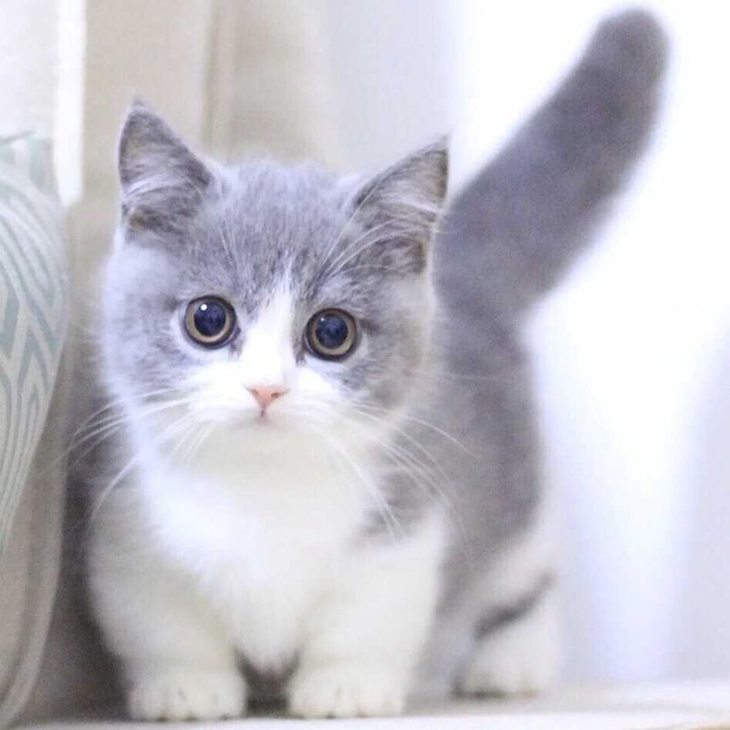 出售纯种英国短毛猫 蓝白猫幼猫活体 英短蓝白猫 折耳猫 宠物猫
