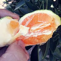 秭归脐橙九月红脐橙子-【预售】免费试吃秭归