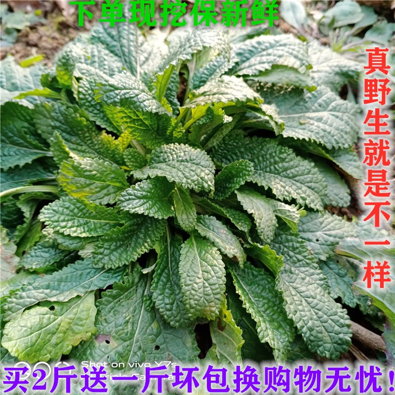 癞蛤蟆草新鲜野生中药材蛤蟆草整棵带根荔枝草农村中草药健康现挖