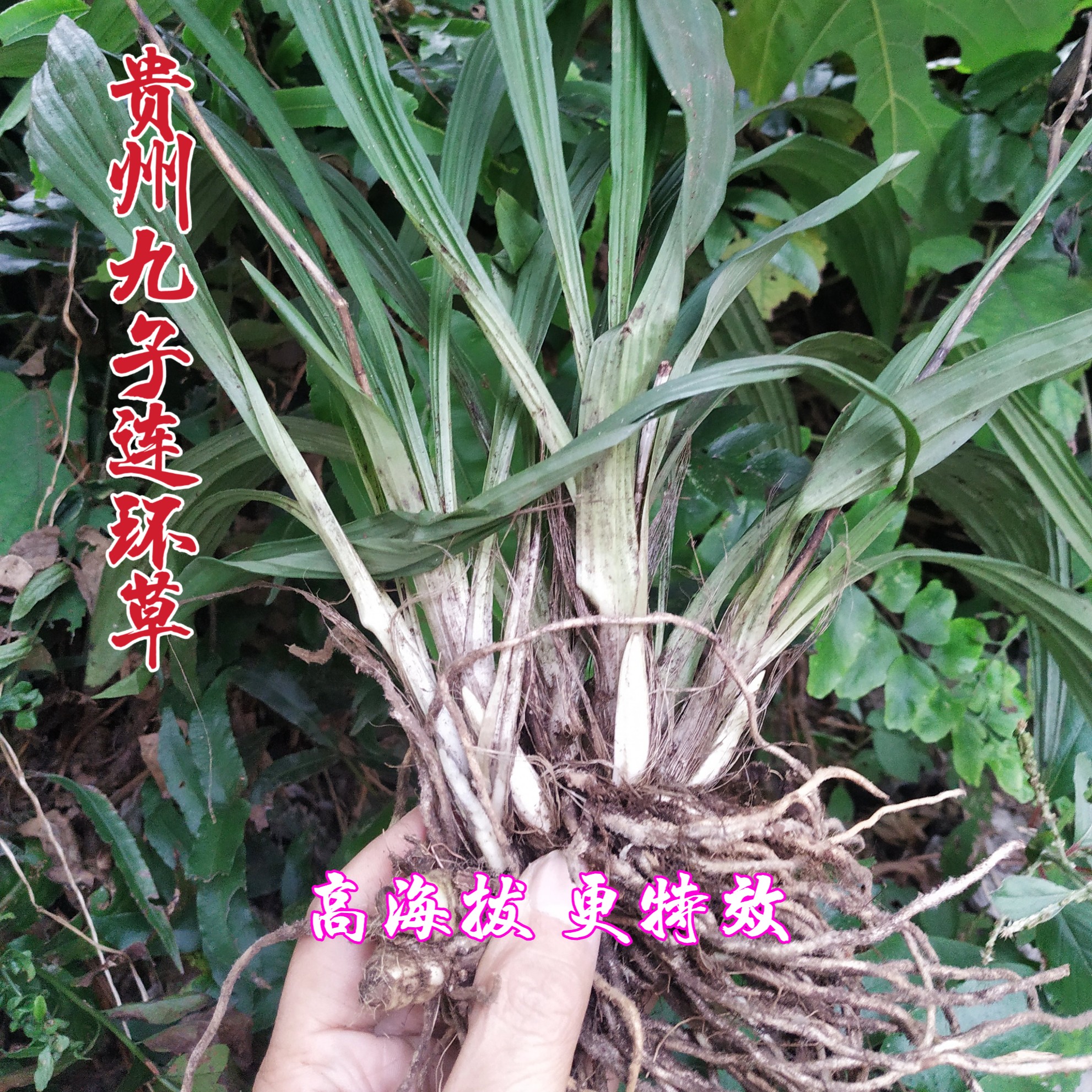 贵州野生 九子连环草500克 包邮 珠串珠 串白鸡 连环草 肉连环