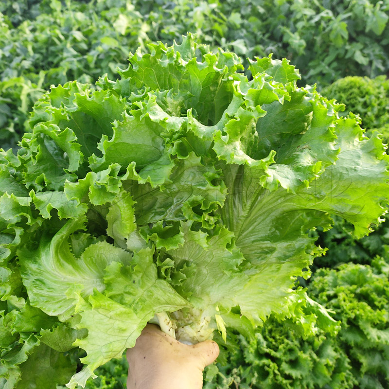 大速生生菜种子绿罗莎生菜种籽皱散叶四季阳台盆栽蔬菜种孑青菜籽