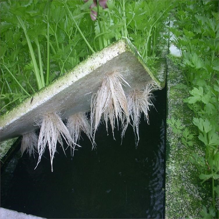 设备泡沫无土水培蔬菜定植板栽培鱼菜共生水耕种植水上种菜漂浮板