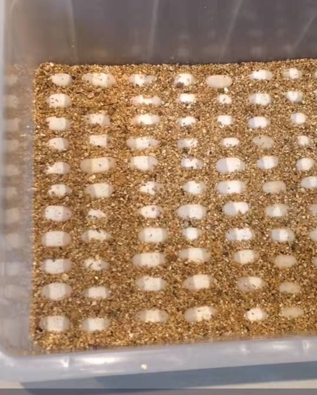 银白蛭石孵化专用乌龟蛋蛇蛋孵化保湿垫材