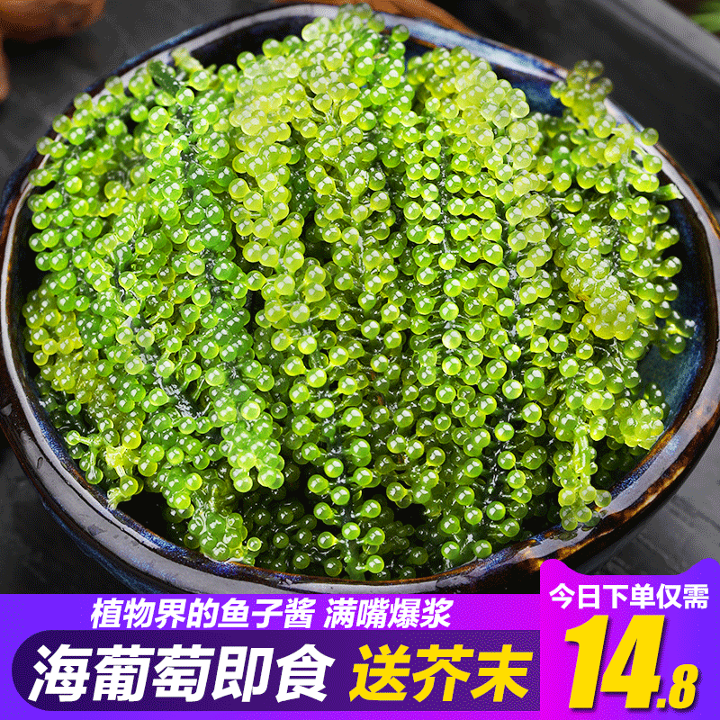 新鲜海葡萄100g即食海洋蔬菜绿色植物鱼子酱海藻草盐渍非特级不咸