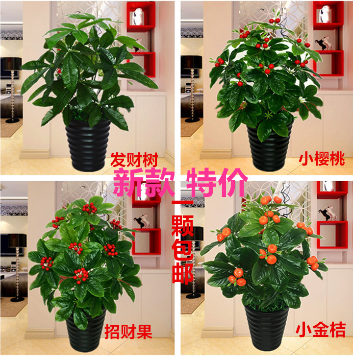 共1841 件招财盆景植物相关商品