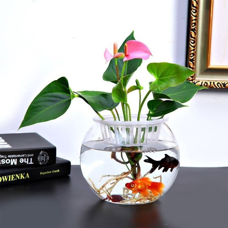 养花水培绿萝玻璃瓶鱼缸水养发财树家用种植圆球形花卉乌龟铜钱
