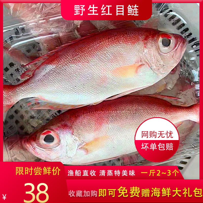 野生红目鲢红目鳞鱼海鱼大眼鸡新鲜海鲜鲜活水产海捕大眼鱼500g