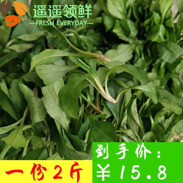 马兰头新鲜蔬菜山坡野菜绿色野菜鸡儿肠上海崇明岛现采现发2斤装