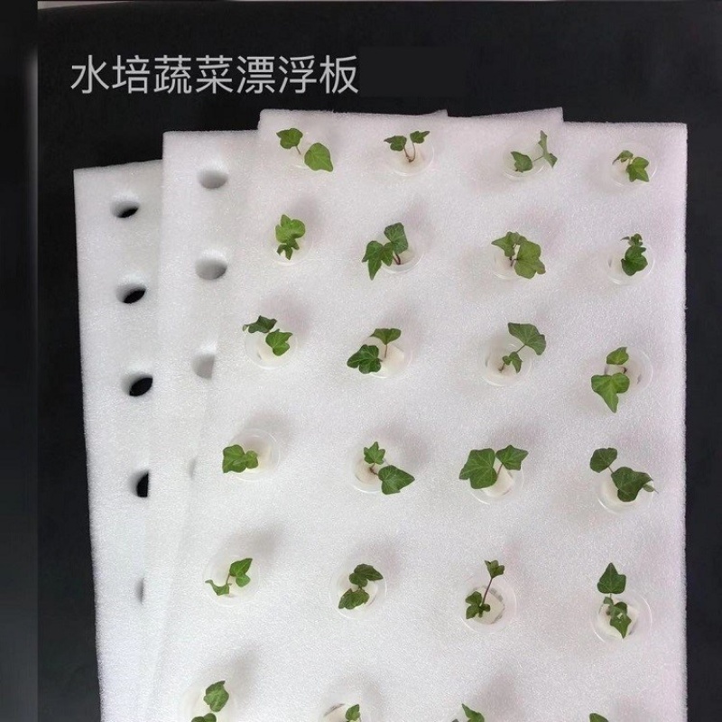 水栽培植物新品 水栽培植物价格 水栽培植物包邮 品牌 淘宝海外