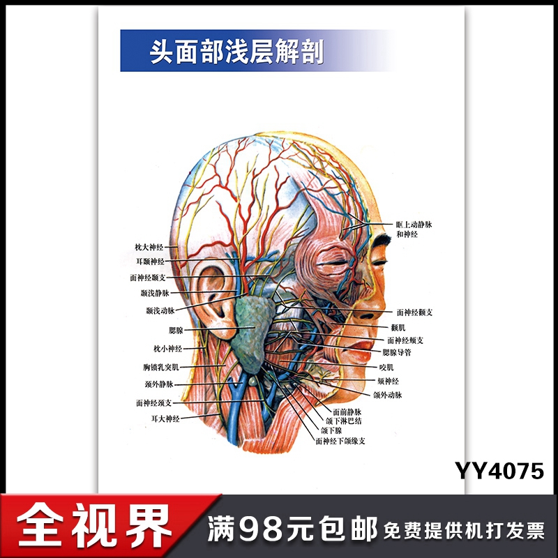 头面部浅层解剖图挂图 医院科室人体器官结构海报 脑部解剖宣传画