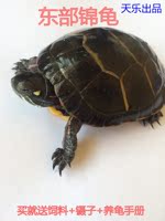 健康乌龟-2017活体北美小鳄龟苗 水龟宠物乌龟