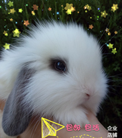 家养龙猫活体宠物幼崽 深咖米色标灰粉白银斑