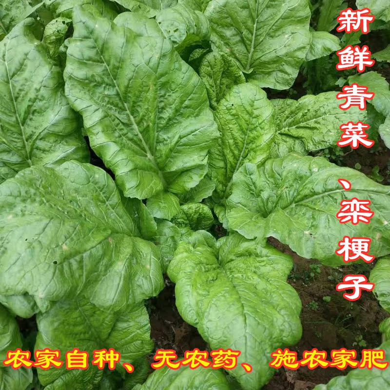 青菜农家自种栾根子芥菜重庆新鲜当季蔬菜带叶梗子可备注5斤包邮