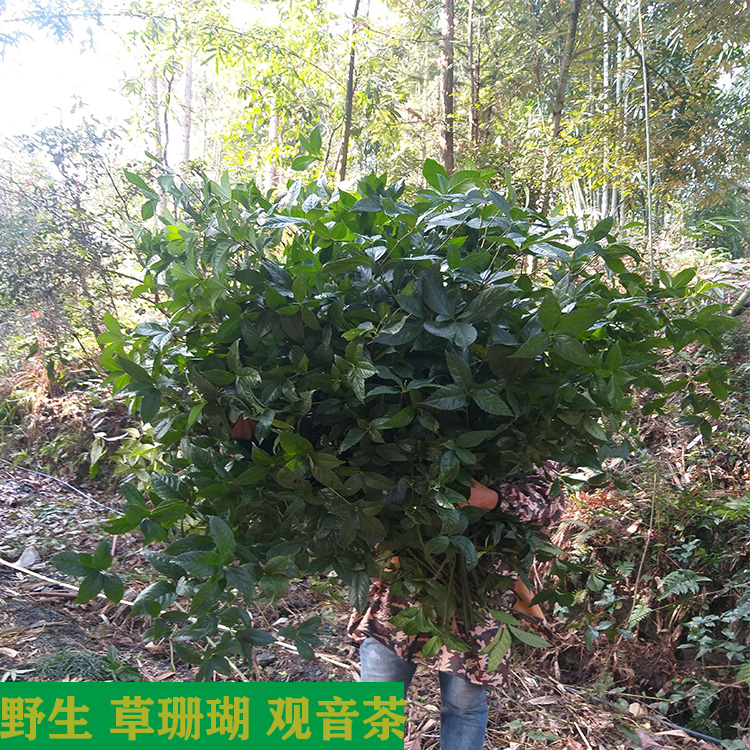 草珊瑚野生中药材接骨金粟兰肿节风满山香九节风观音茶接骨木500g