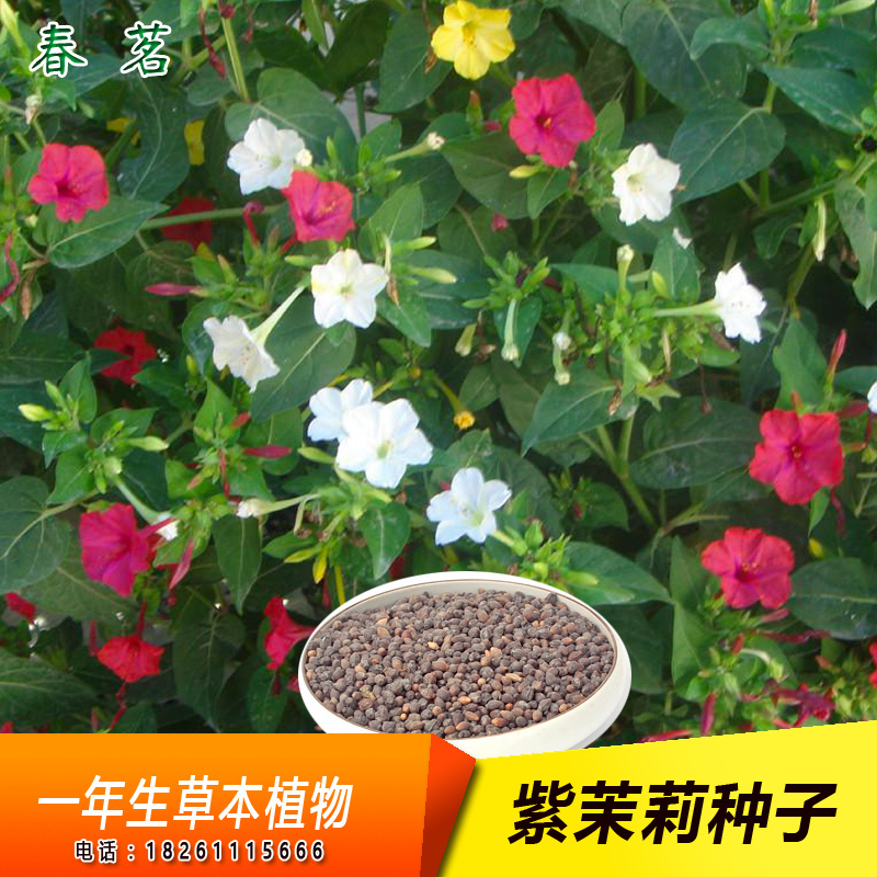 共17 件紫茉莉种子粉相关商品