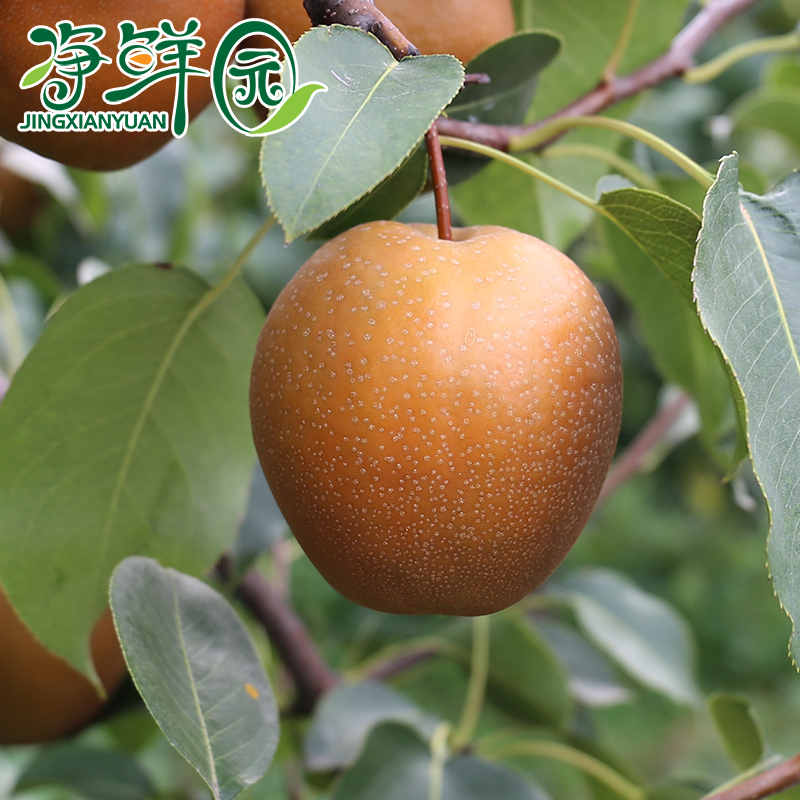 共326 件红梨包邮新鲜相关商品