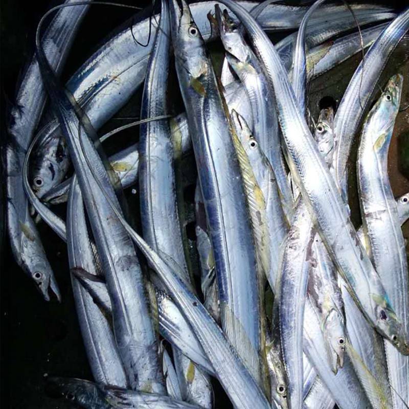 鲜活野生黄金带鱼 新鲜特级小带鱼大带鱼段活冻活体水产海鲜