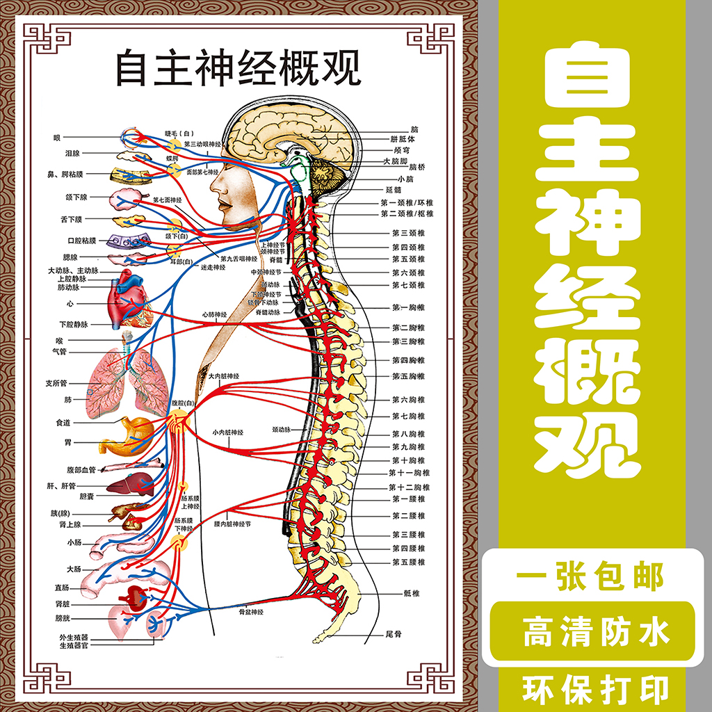 自主神经概观示意图人体解剖挂图人体器官解剖图展板医院布置海报