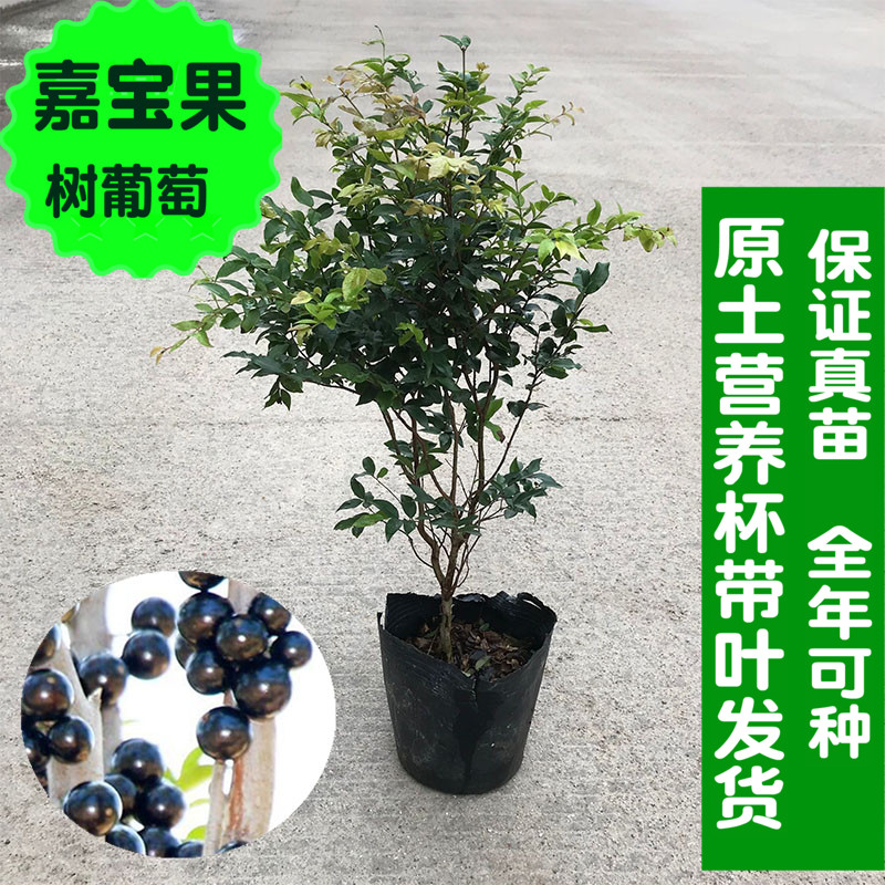 嘉宝果树苗 加宝果树苗 沙巴四季早生新品种水果树苗台湾树葡萄包