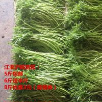 小青菜农家自种青菜扬州青菜室外生长绿色有机