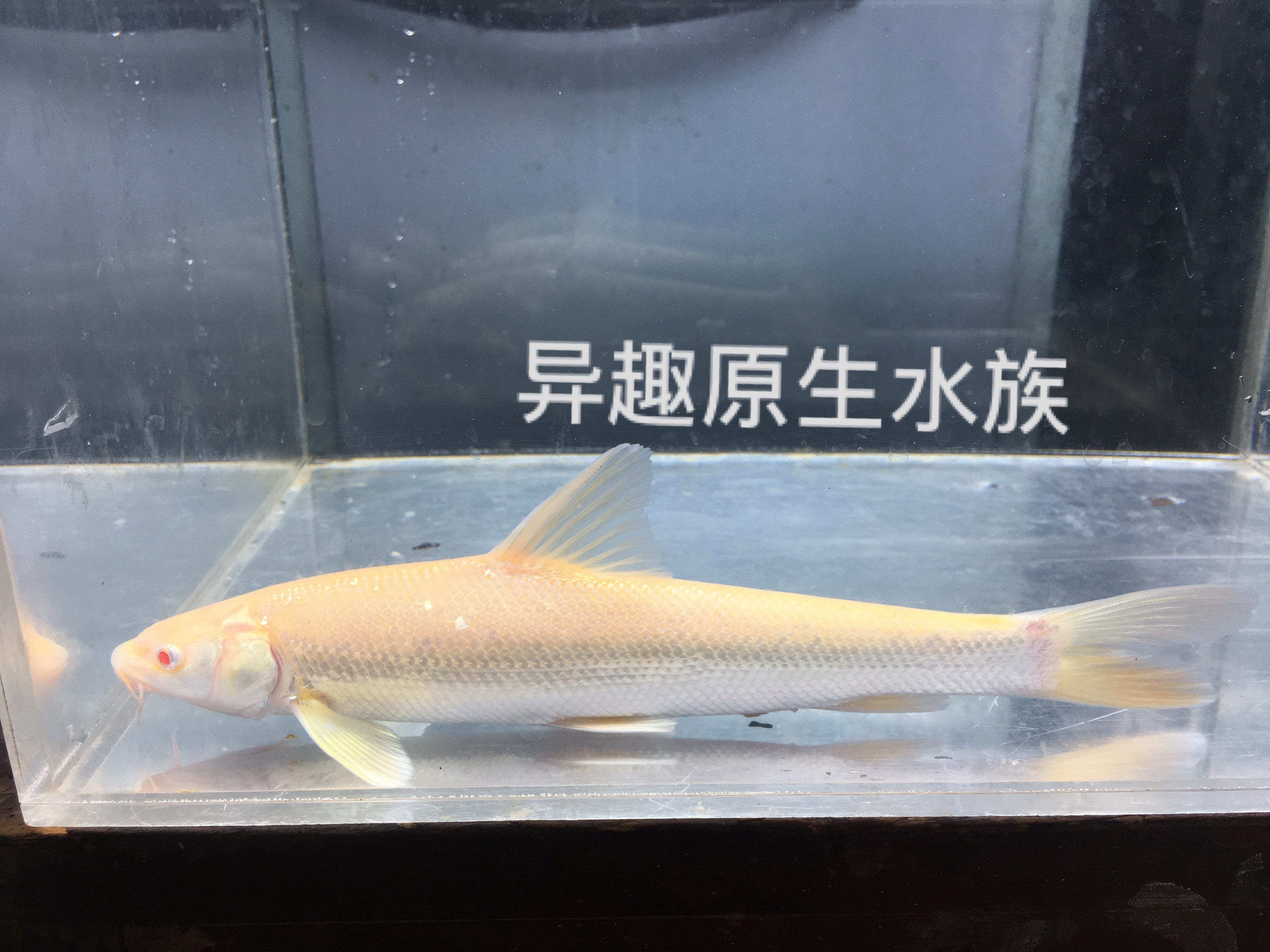6.细鳞鱼(Brachymystaxlenok)-中国水产科学研究院黑龙江水产研究院