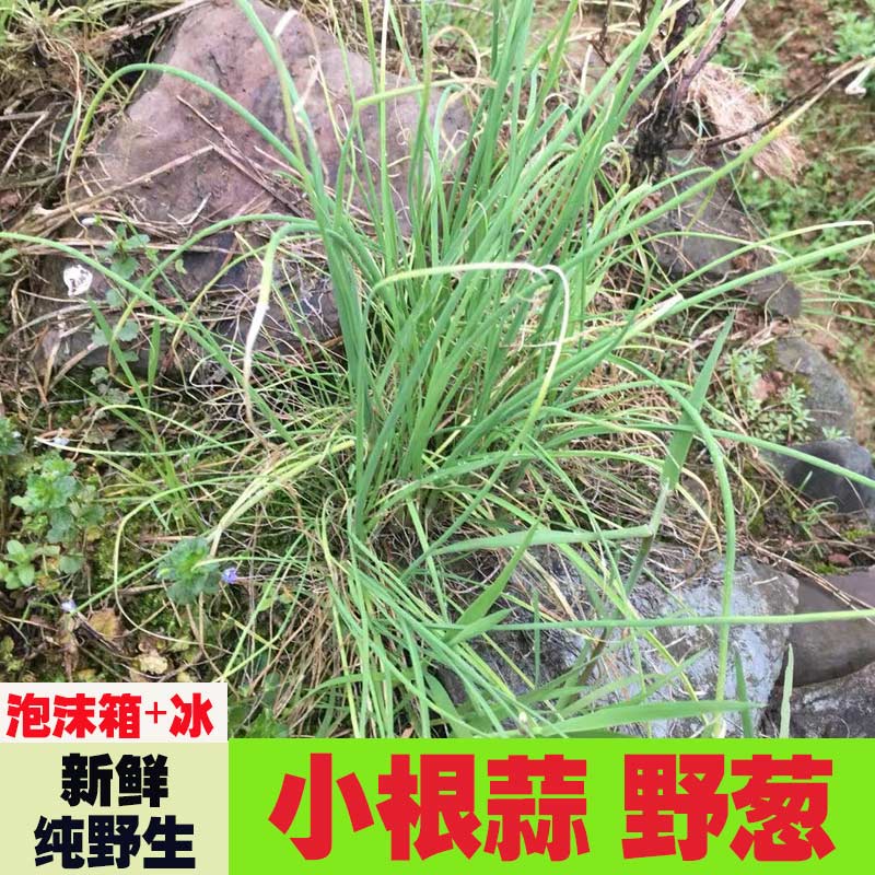 野葱湖南特产新鲜野葱新鲜蔬菜野生小蒜现挖现卖农家葱1斤装包邮