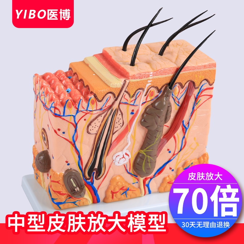 共330 件皮肤构造模型相关商品