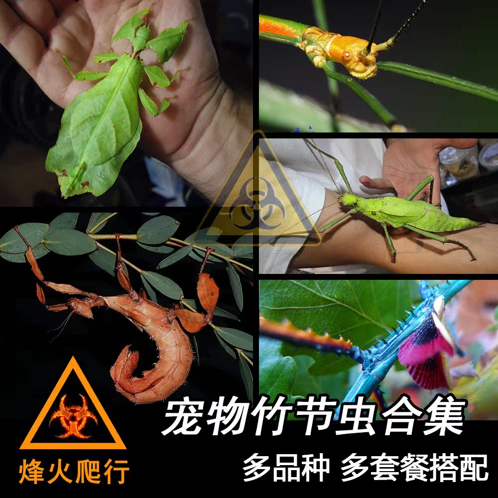 【宠物竹节虫合集】开食幼虫现货虫卵马来巨扁巨人叶修虫叶修活体