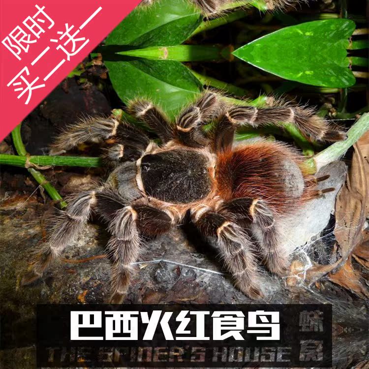 巴西火红食鸟蛛2~10cm 蜘蛛活体宠物蜘蛛超大活物火玫瑰蜘蛛