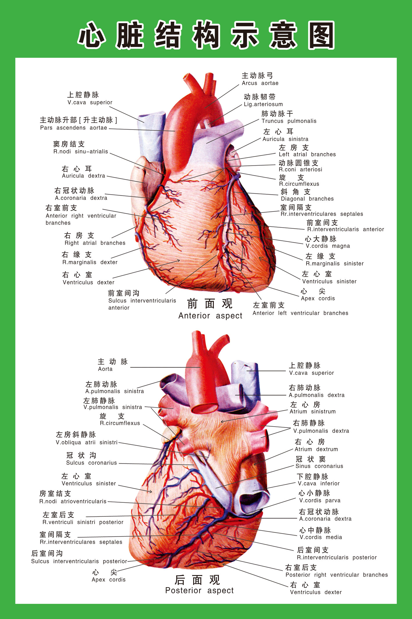 人体心脏结构中英文示意图人体器官解剖图医院心血管科室宣传挂图