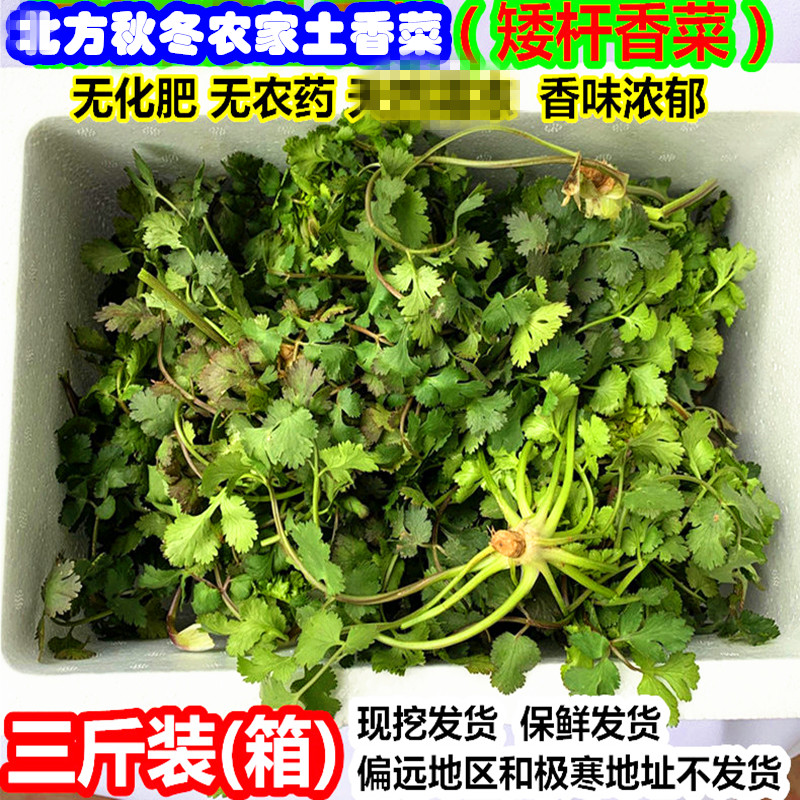 农家新鲜香菜3斤包邮芫荽 矮杆香菜 土香菜 北方冬季香菜火锅蔬菜