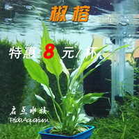 水草 辣椒榕 椒蓉 入门级椒榕 柯达岗 金属蓝 新