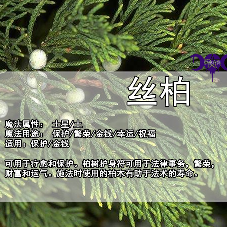 [丝柏]女巫魔法油草药材料精油金钱保护守护mojo神秘学用品