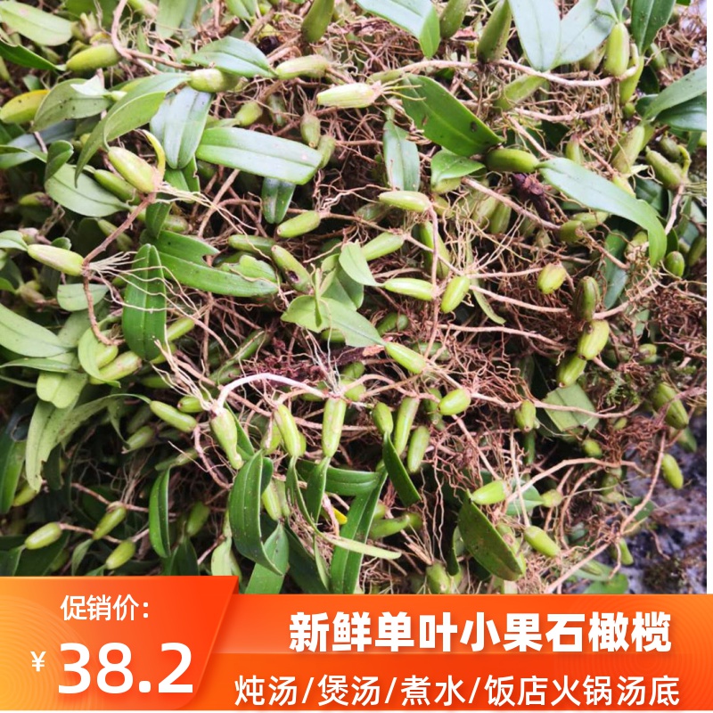 单叶石橄榄新鲜人工种植小号石橄榄盆栽500g种植小果石仙桃煲汤料