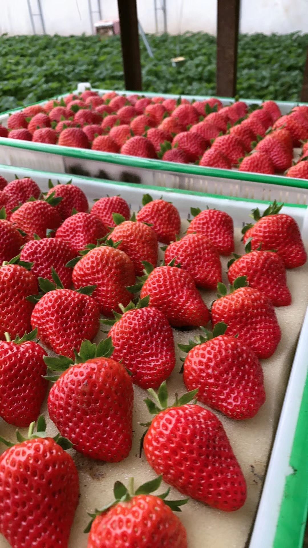 辽宁丹东99草莓3斤应季水果新鲜采摘九九牛奶大草莓顺丰空运到家