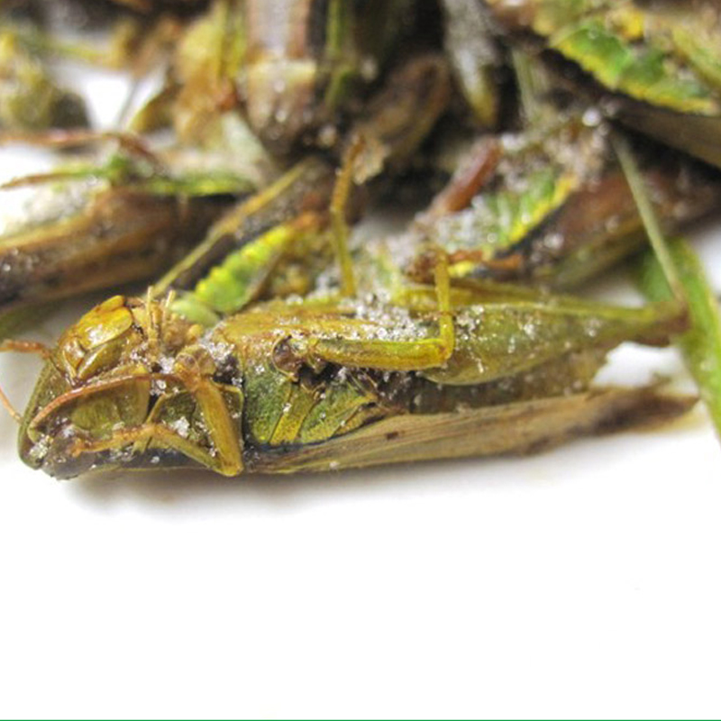 舌尖上的中国云南野味特产小吃美食速冻野生蚂蚱蝗虫稻蝗食用昆虫