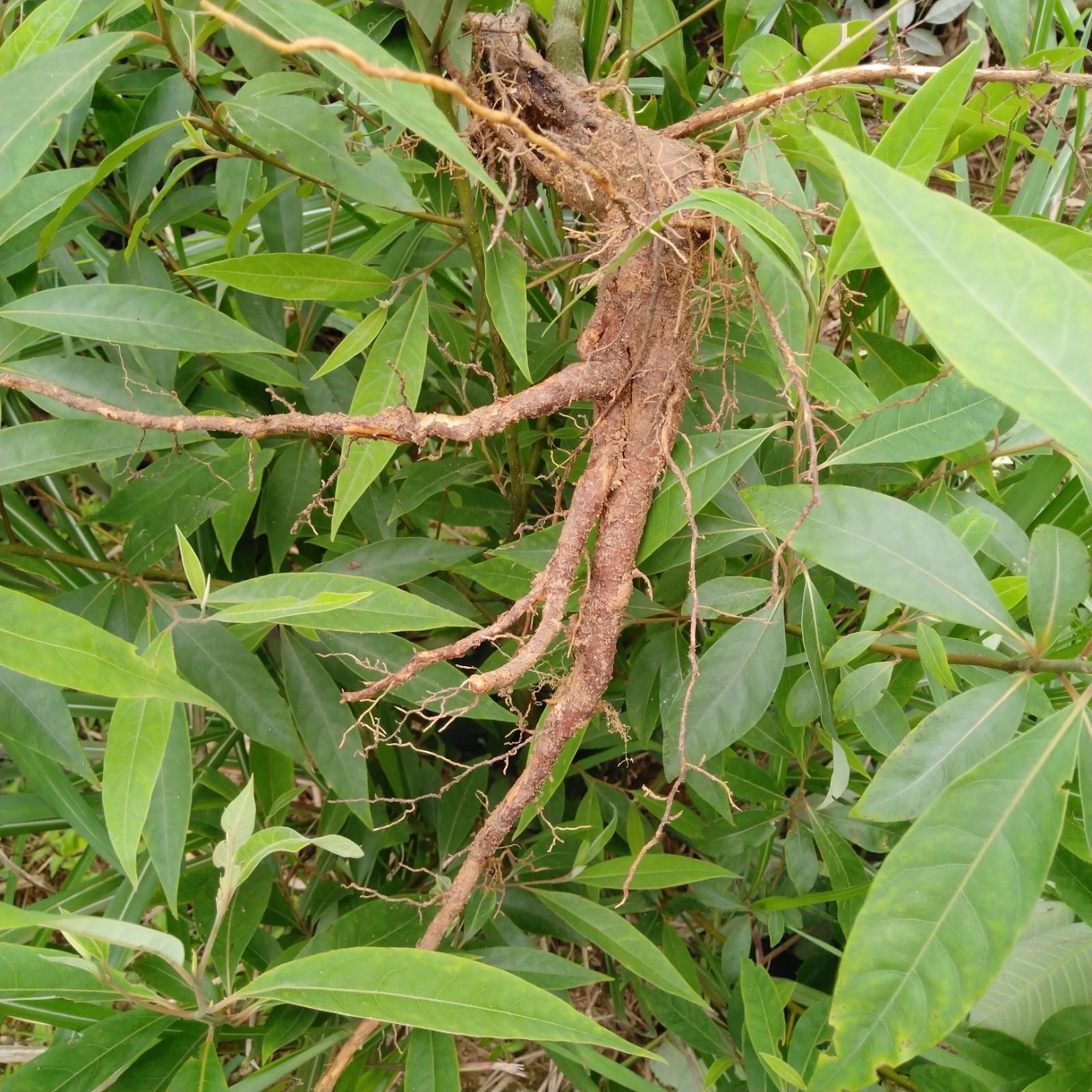 山胡椒根野生新鲜山苍子山鸡椒木姜子牛筋树香叶子中草药500g包邮