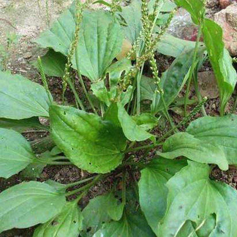 新鲜野生车前草整颗1斤特价包邮车前草茶500g排酸去湿药材泡凉茶