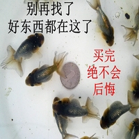 活体金鱼-寿龙睛鎏金蝶尾红狮泰国斗鱼半月马